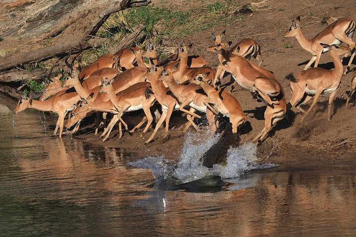 Crocodile Catches Impala